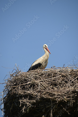 Storks family in the nest.
