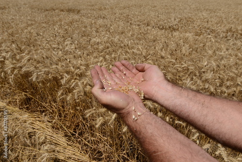 Wheat field with hand and grains.