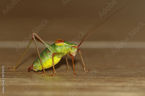 Cricket on wooden floor