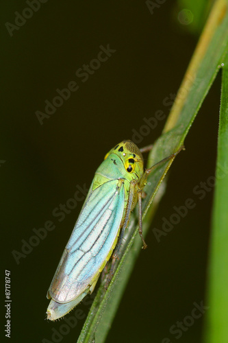 Colorful baby grasshopper on a strand of grass
