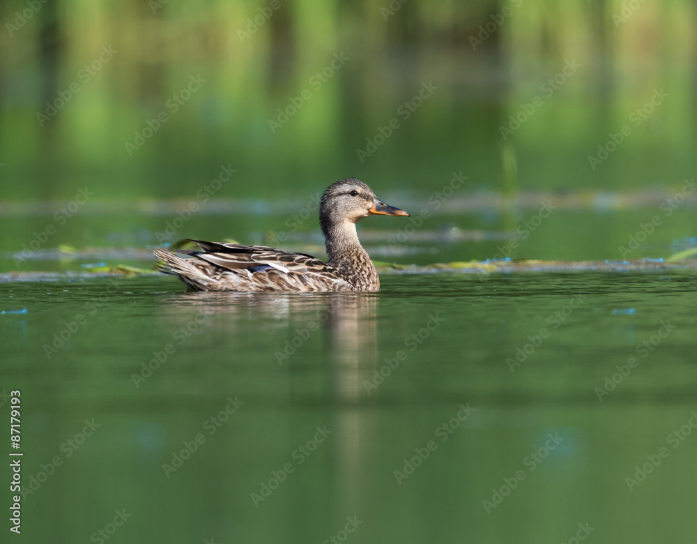 Female Green-winged Teal Swimming