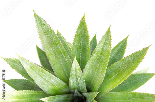Close up green leaf of pineapple isolated on white