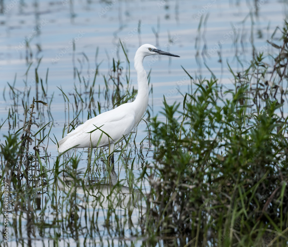 Obraz premium Great Egret Fishing