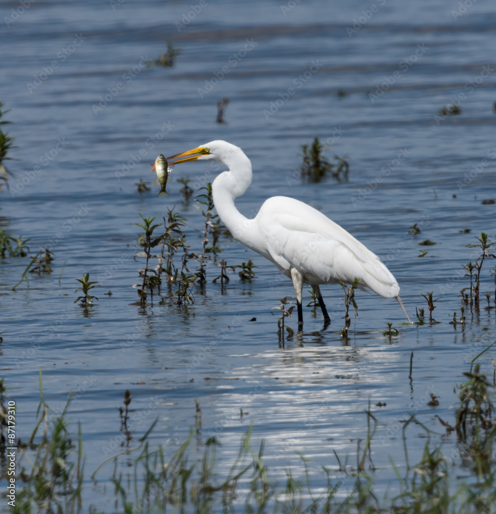 Obraz premium Great Egret Fishing