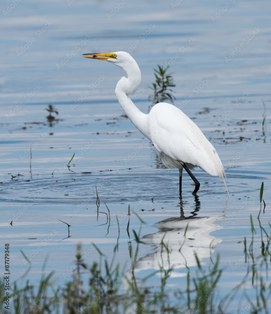 Obraz premium Great Egret Fishing