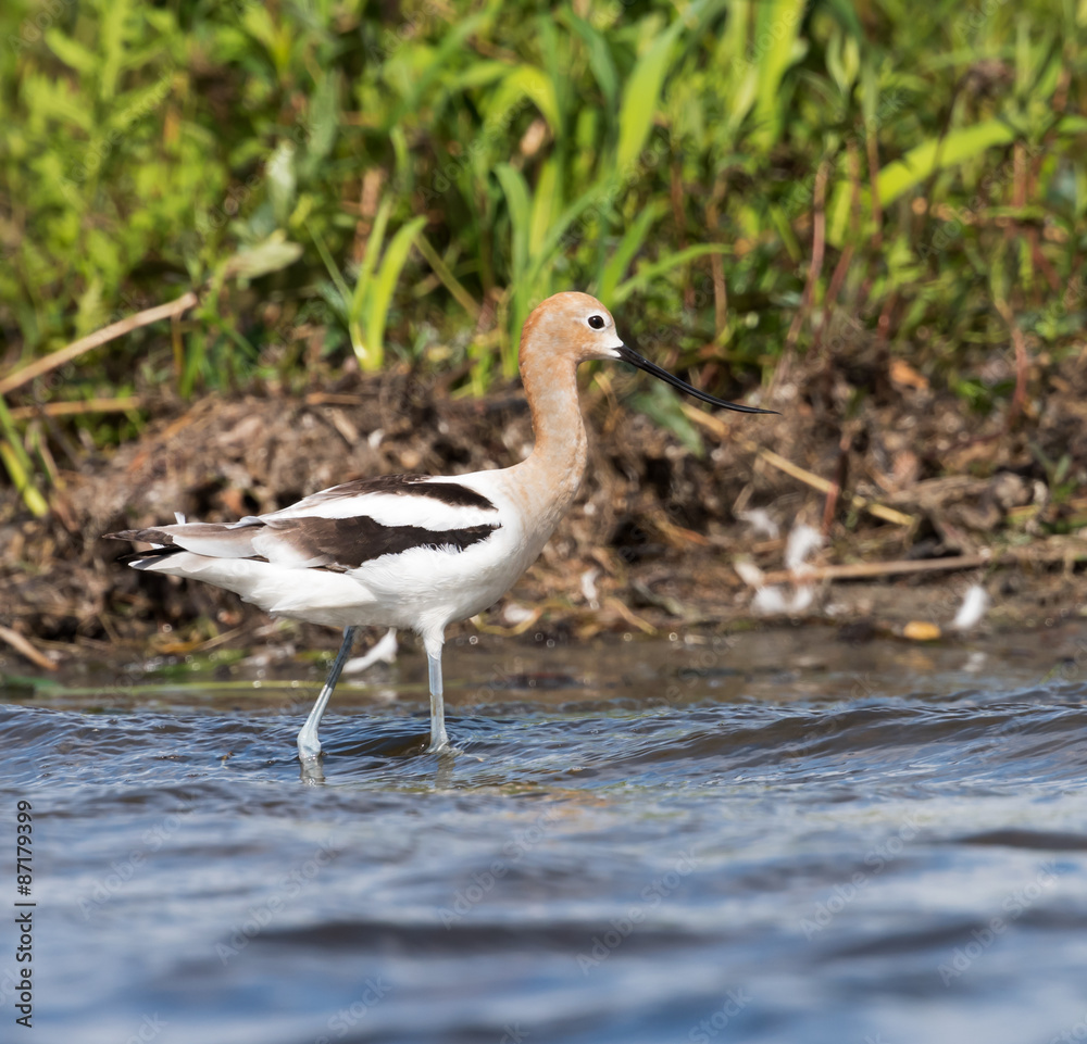 American Avocet American Avocet