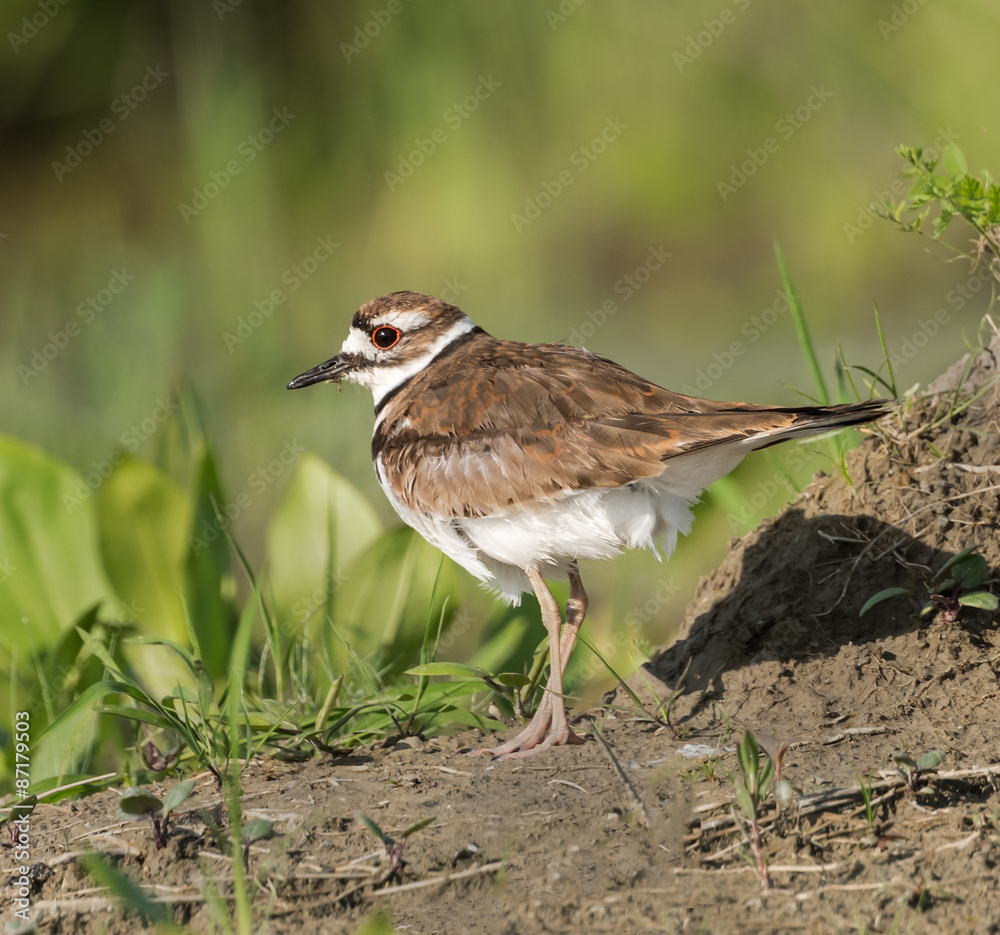 Killdeer Killdeer
