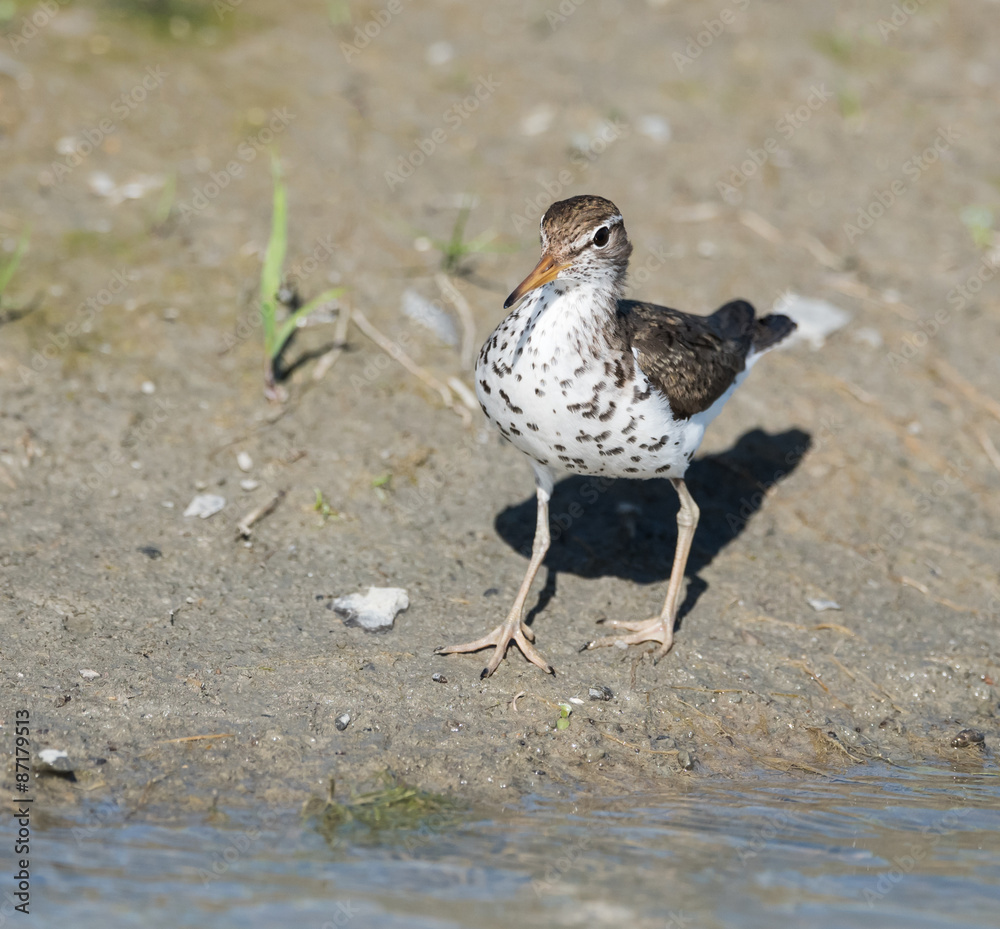 Fototapeta premium Spotted Sandpiper