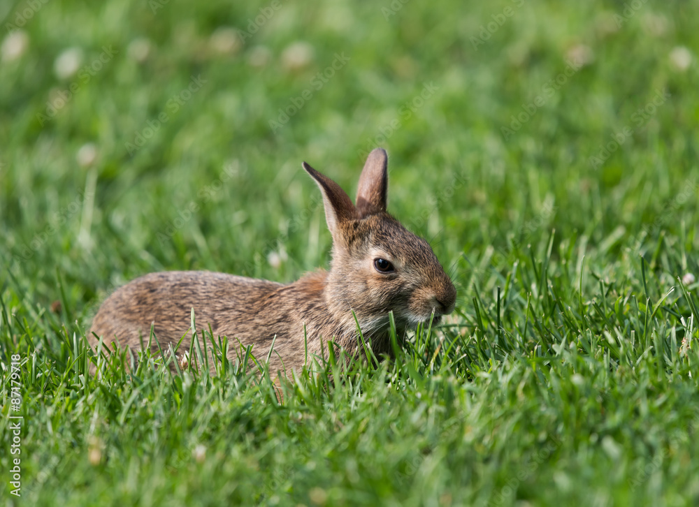 Fototapeta premium Wild Rabbit Portrait in Summer