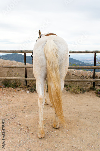 Fototapeta Naklejka Na Ścianę i Meble -  back of white horse