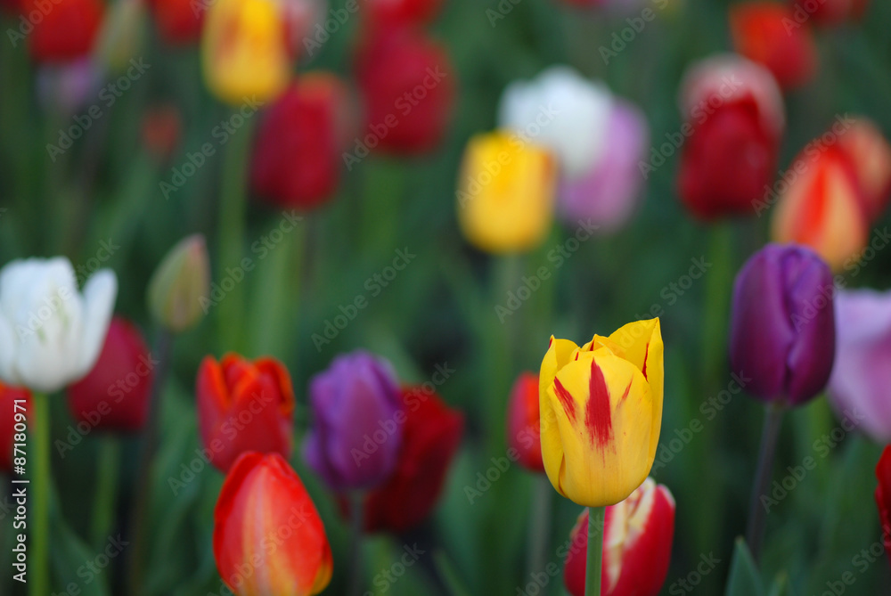 Tulip Field