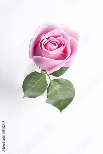 Pink rose in vase  top view