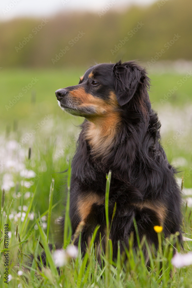 Dog sitting in the meadow and watch carefully to the side