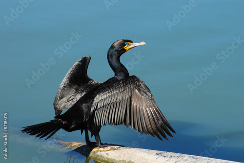 Double-crested cormorant spreading and drying wings in sunlight photo