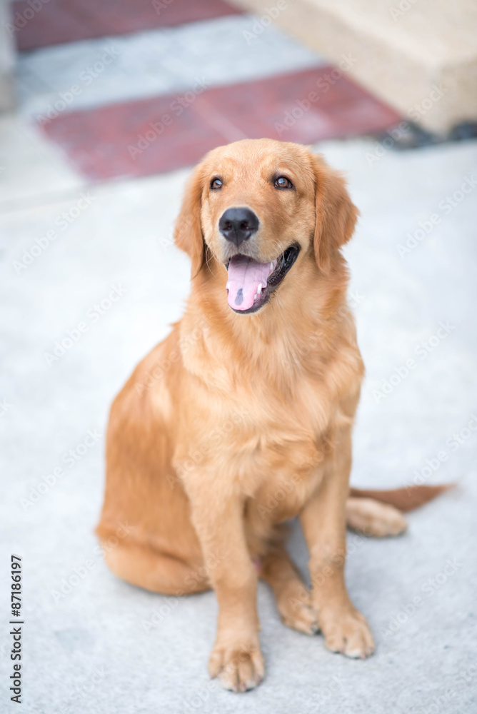 Golden Retriever