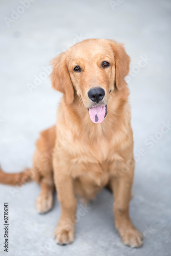 Golden Retriever photo