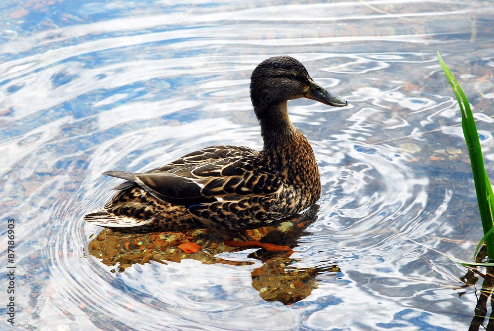 Fototapeta premium Beautiful duck in the Trakai in Lithuania