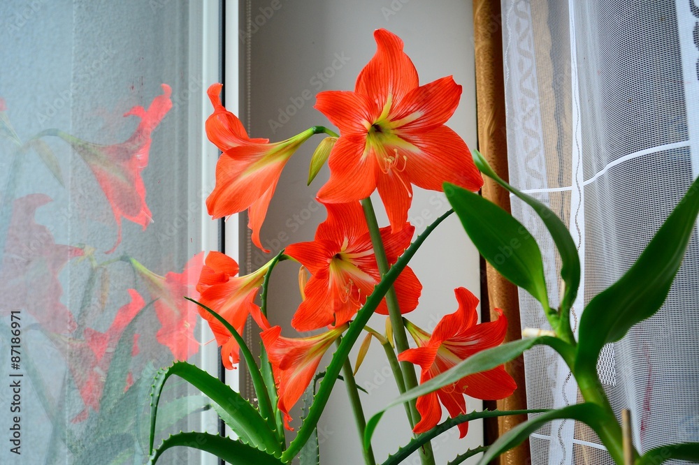 Red hippeastrum witch aloe on a window