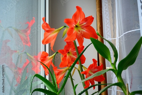 Obraz na płótnie Red hippeastrum witch aloe on a window w salonie