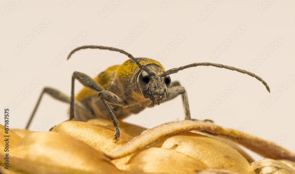 Fototapeta premium Insecte - Chorophorus glabromaculatus
