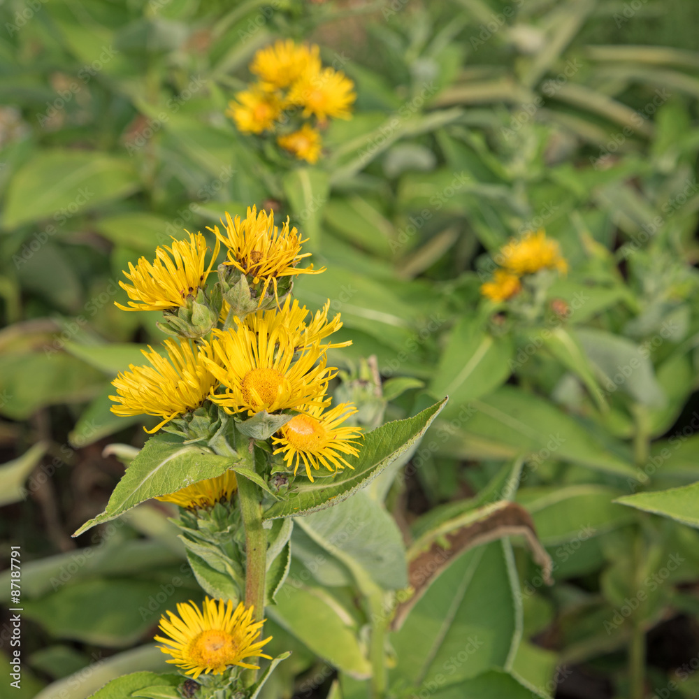 Fototapeta premium Alant - Inula helenium
