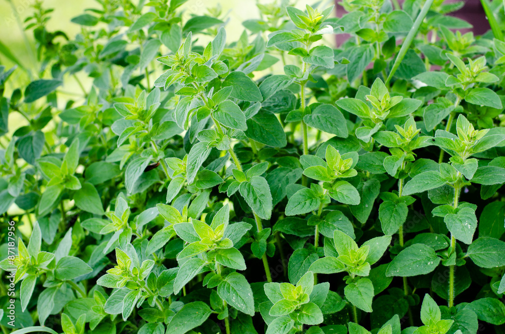 oregano oregano