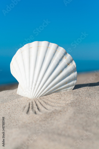 Weiße Jakobsmuschel am Strand unter blauem Sommerhimmel, Meer, Sommerurlaub, Urlaubsträume, Pecten