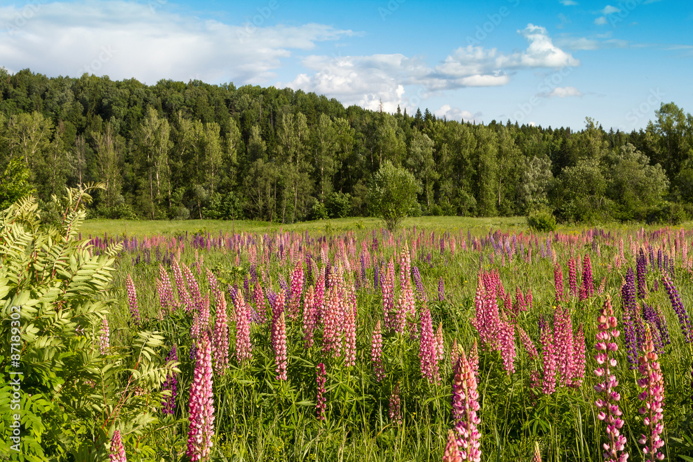 Lupins Lupins