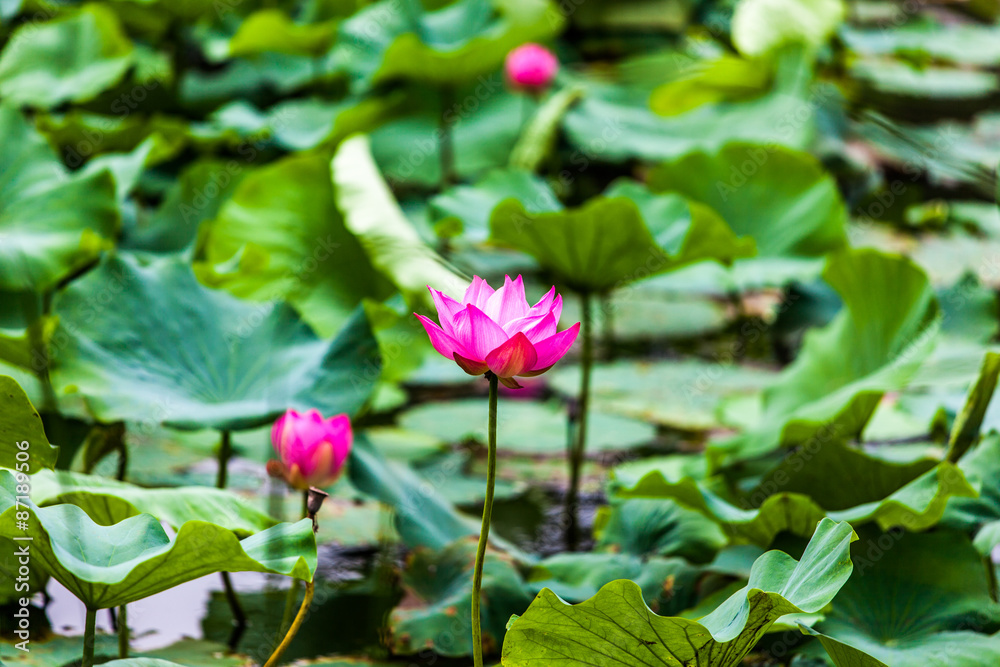 Lotus Lotus