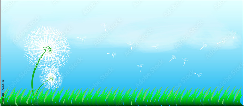 Fototapeta premium dendelion and grass on blue sky background,vector illustration