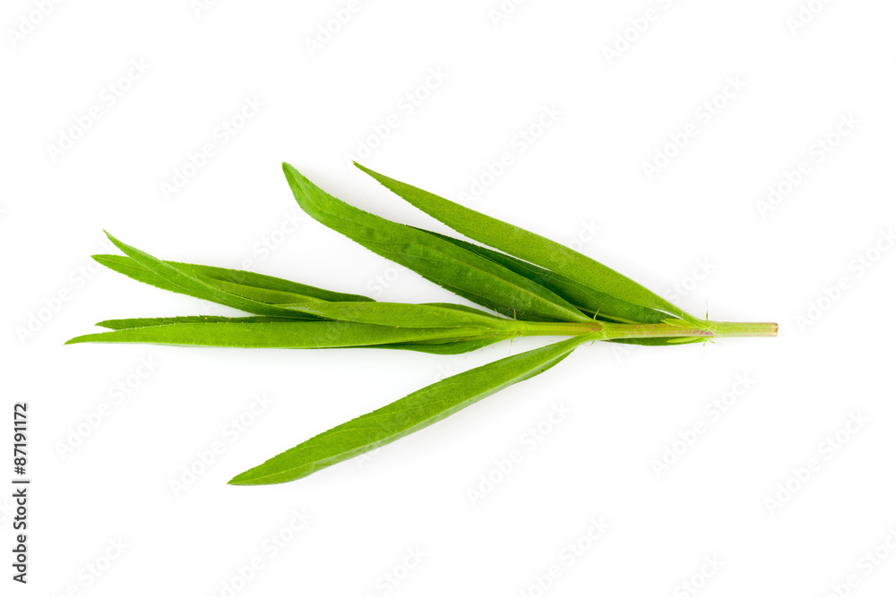 Tarragon herbs close up isolated on white Tarragon herbs close up isolated on white