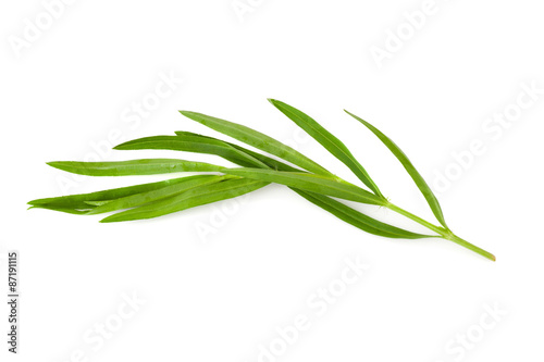 Tarragon herbs close up isolated on white