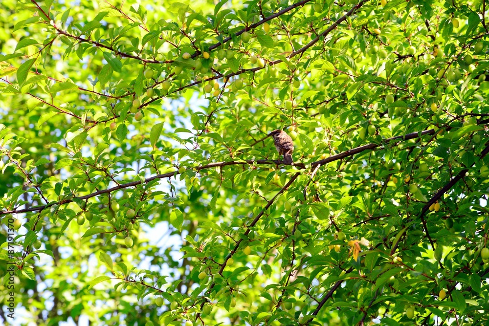 Caucasian tree on summer time background with bird Caucasian tree on summer time background with bird