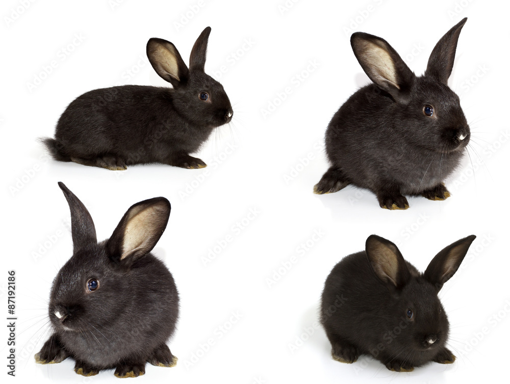  black rabbits on a white background