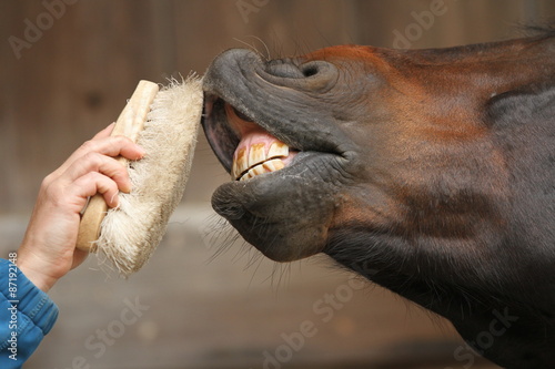 Zahnpflege beim Pferd photo