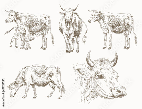 Cows