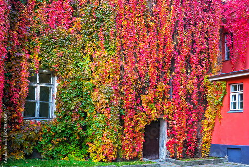 Parthenocissus with red and yellow autumn leaves on a wall