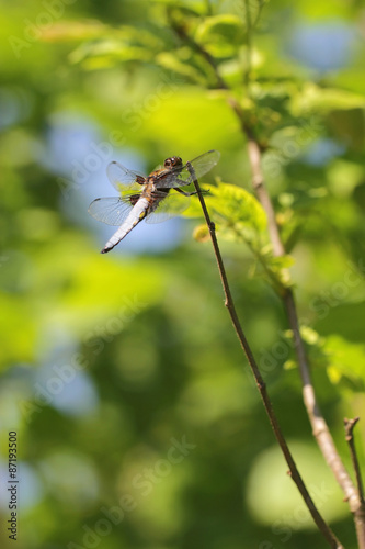 young leaves with dragonfly