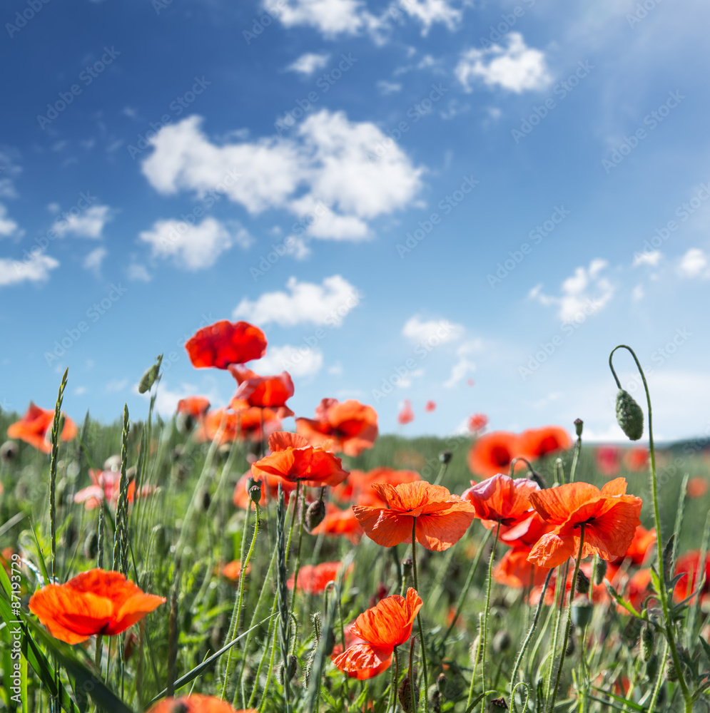 Field of red dainty poppies. Field of red dainty poppies.