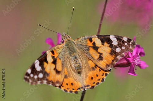 butterfly Painted Lady or Cosmopolitan  © butterfly-photos.org