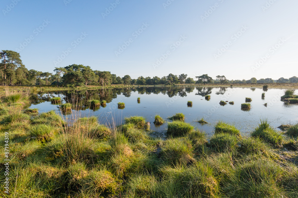 Clumps of grass in a small fen