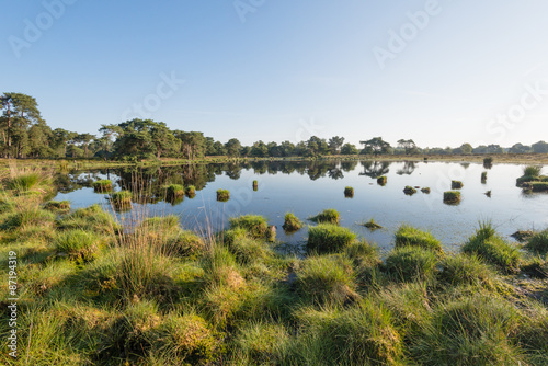 Clumps of grass in a small fen