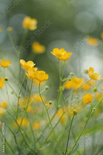 Greater spearwort - Ranunculus lingua © butterfly-photos.org