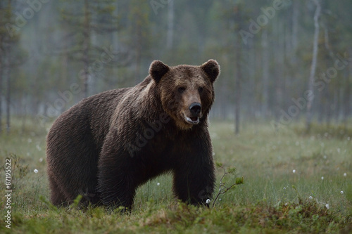 Big male bear © Erik Mandre
