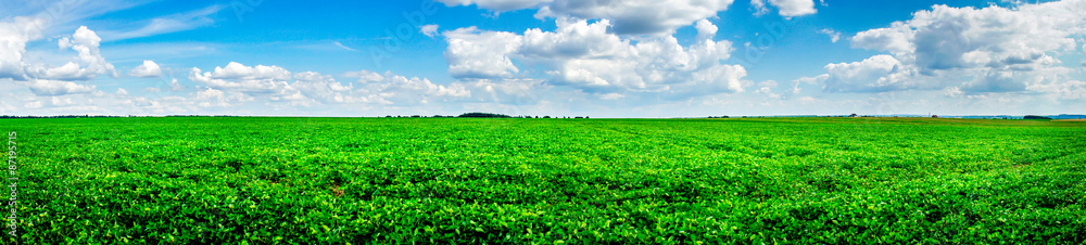 Beautiful cultivated soy field in the summer.