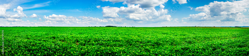 Beautiful cultivated soy field in the summer. Beautiful cultivated soy field in the summer.