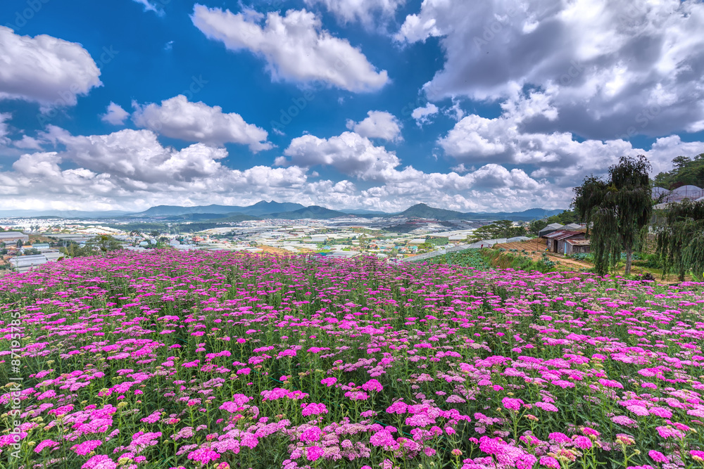 Highland Park Dalat Flower on a sunny morning, flower field immense hilltop village far away from the high areas, photos adorn the beautiful cloudy sky makes the image more vitality Highland Park Dalat Flower on a sunny morning, flower field immense hilltop village far away from the high areas, photos adorn the beautiful cloudy sky makes the image more vitality