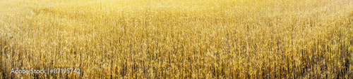 Golden wheat early morning by summer.