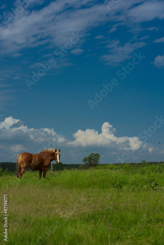 Horse on the field.