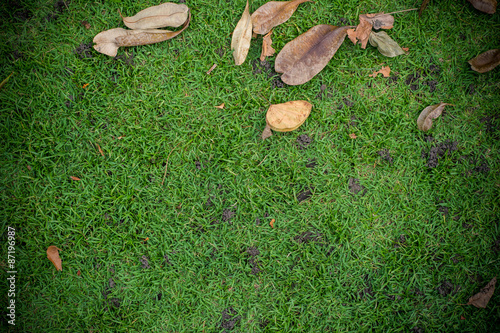 dry leaf on green grass